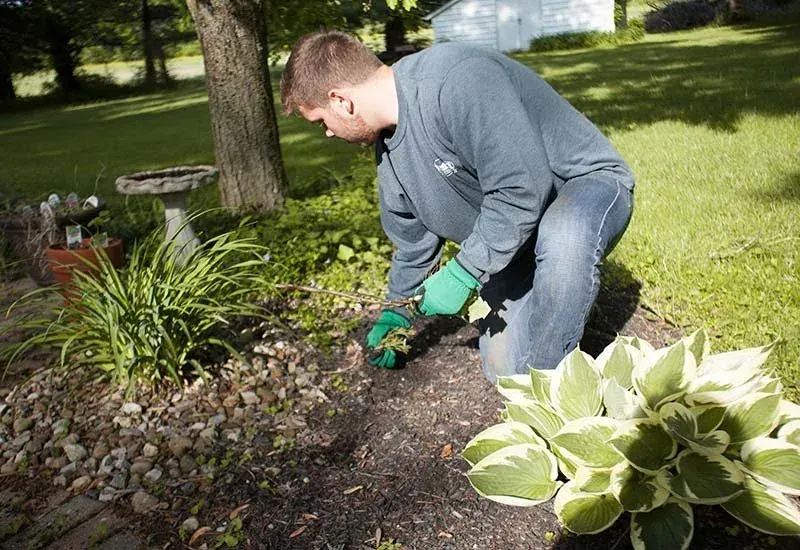 Bed clearing and replanting, Mulching & planting