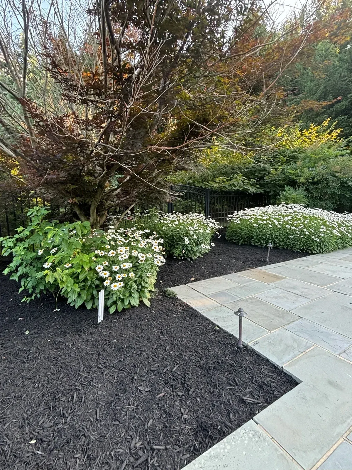 Perennial border beside bluestone, Mulching & planting